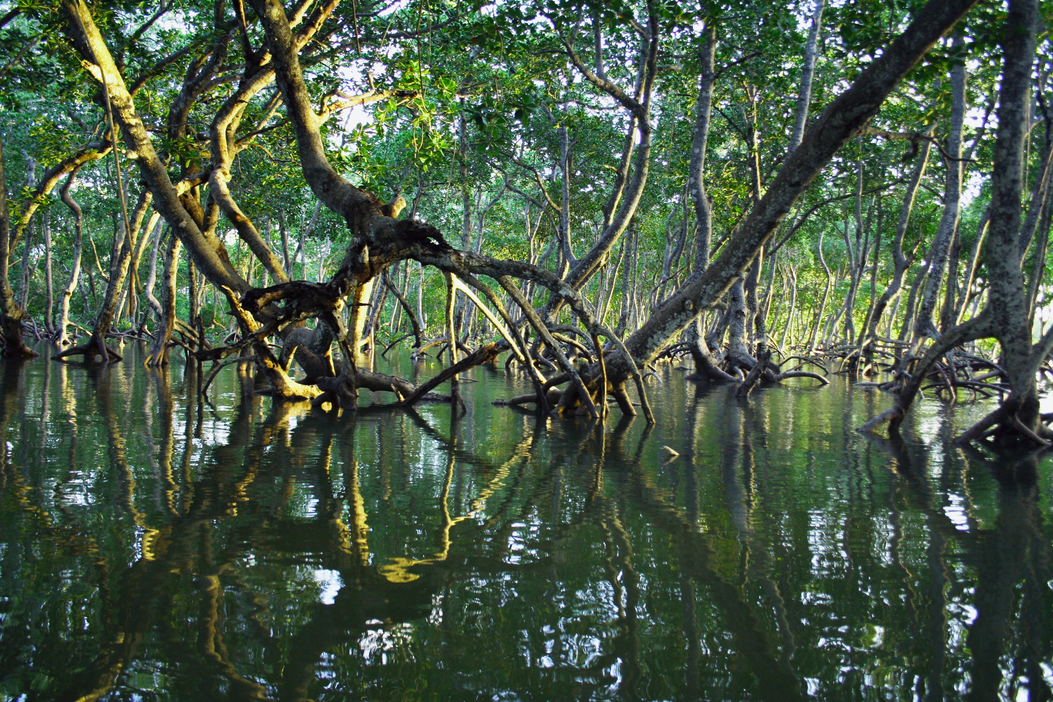 Mangrove in Kenya